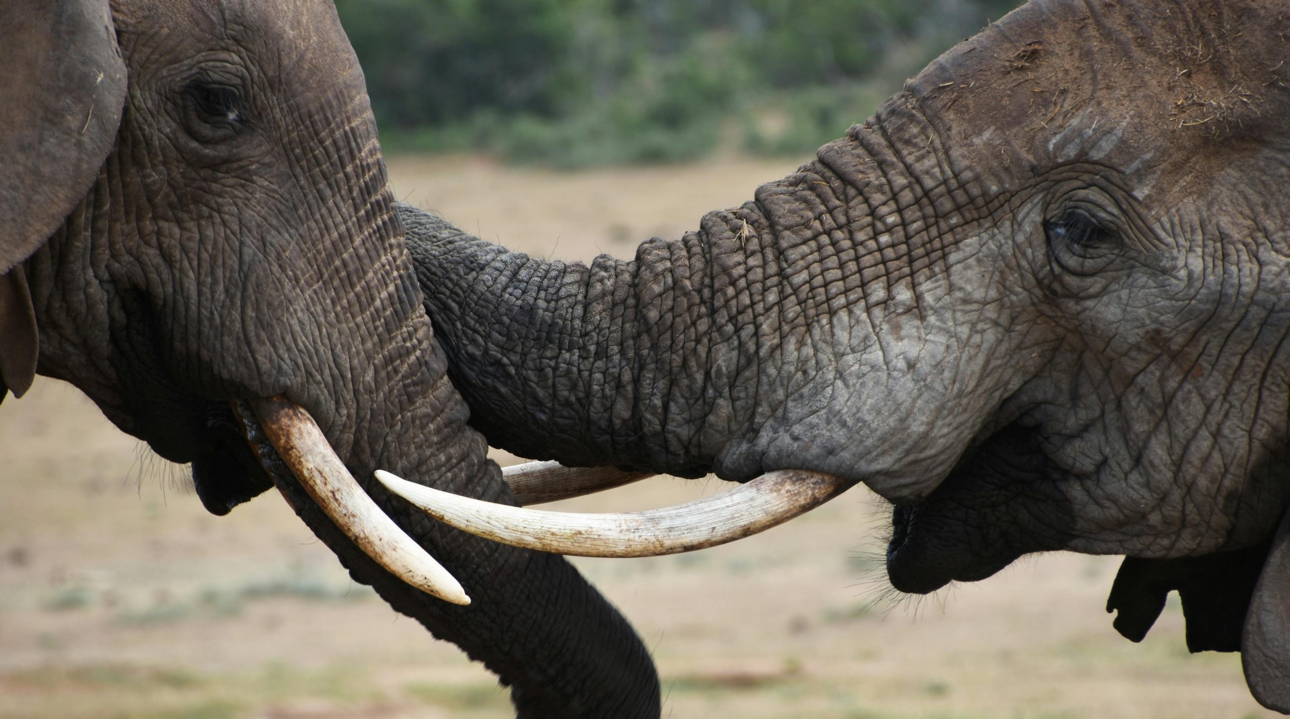 Two African elephants touching trunks in the South African savanna — a bonding gesture